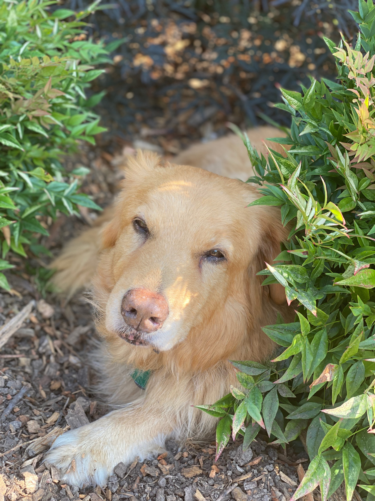 Cooper sleepy in bush