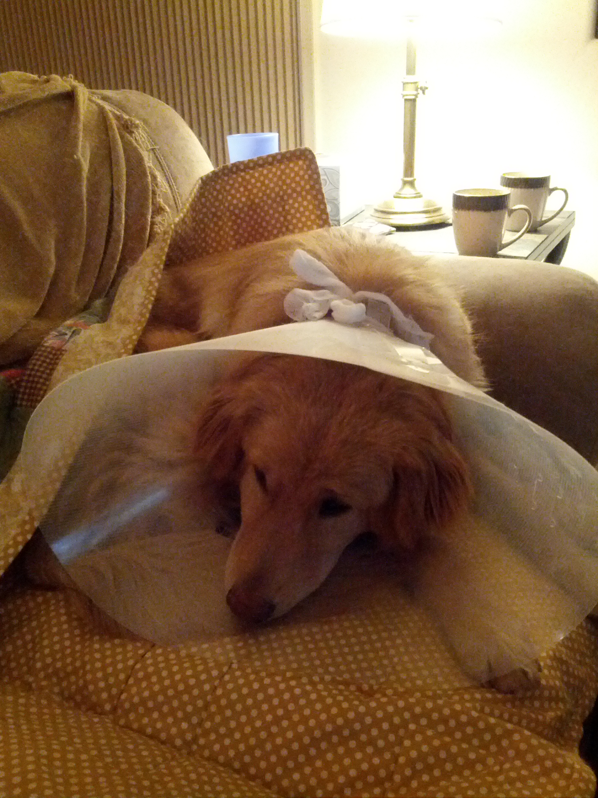 Cooper with allergies