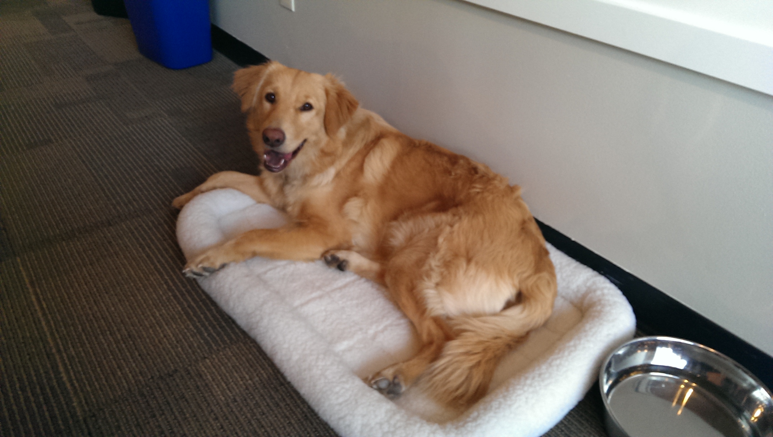Cooper on office bed