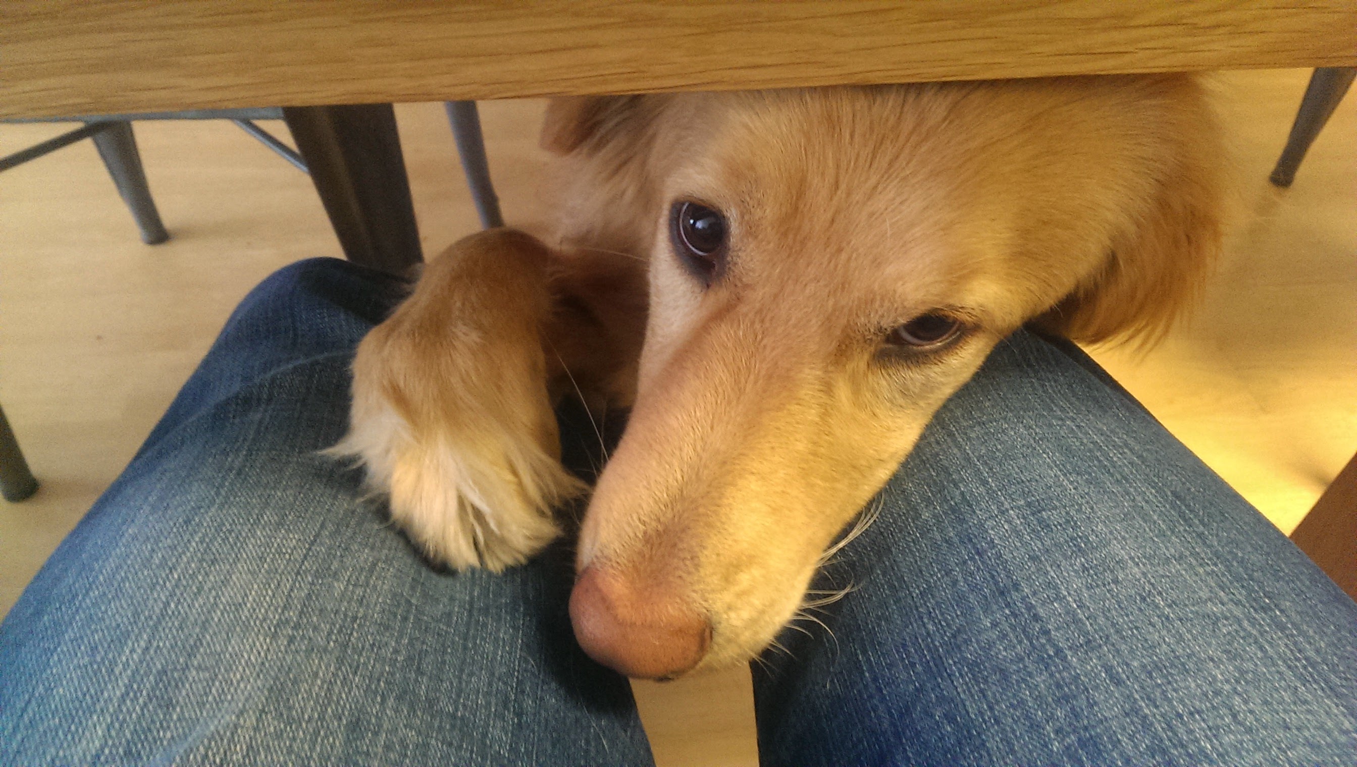 Cooper at kitchen table
