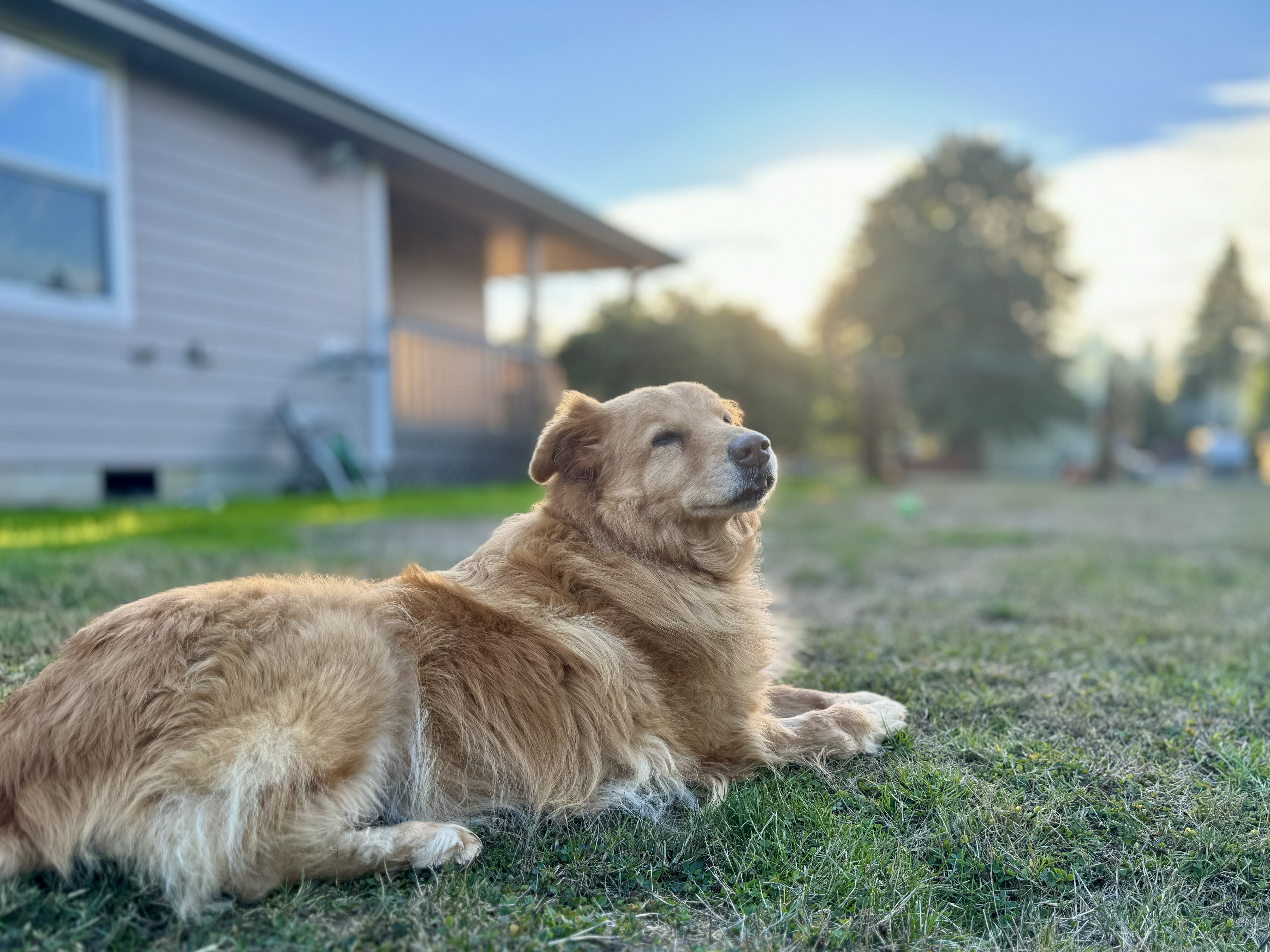 Cooper at the Whites' yard