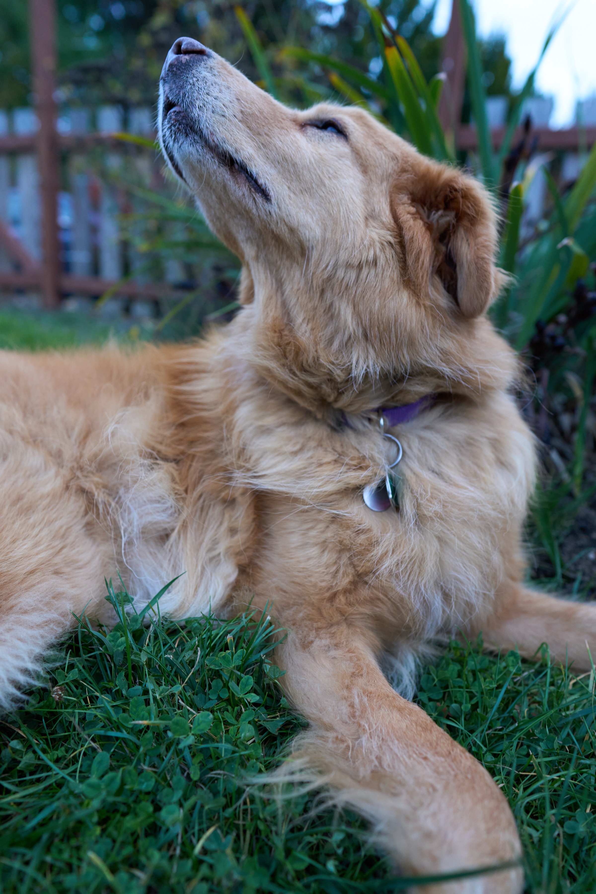 Cooper sniffing in yard
